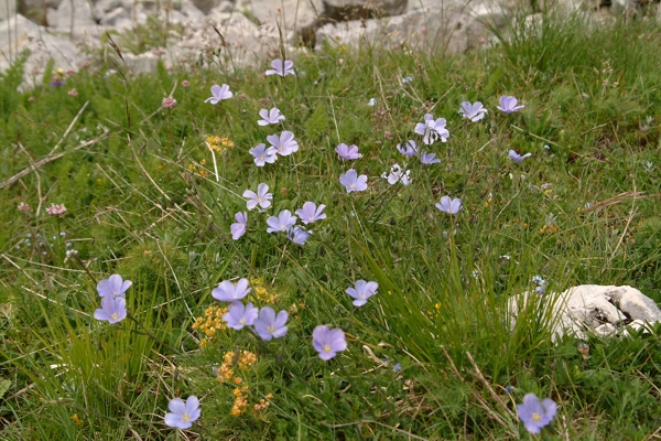 Linum alpinum ssp. gracilius  / Lino alpino